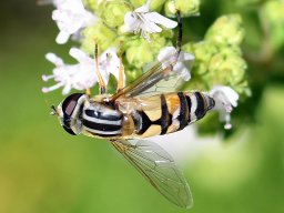 gemeine Sumpfschwebfliege2